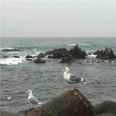 阳阳识字大战怪物游戏下载